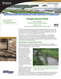 HO-252-W, Drought-tolerant Plants