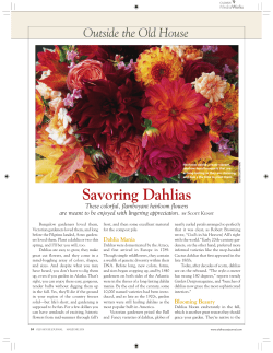Savoring Dahlias - Old House Gardens