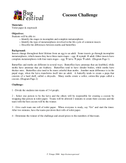 Cocoon Challenge - The Science Spot