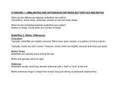 STANDARD 1- SIMILARITIES AND DIFFERENCES BETWEEN