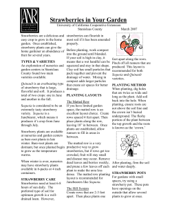 Strawberries In Your Garden - UC Cooperative Extension