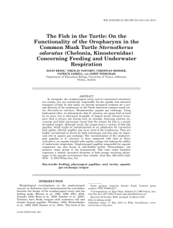 The Fish in the Turtle: On the Functionality of the Oropharynx in the