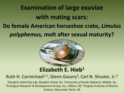 Examination of large exuviae with mating scars: Do female