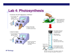 Lab 4: Photosynthesis