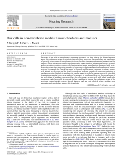 Hair cells in non-vertebrate models: Lower chordates and