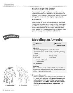 Modeling an Amoeba