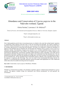 Abundance and Conservation of Cyperus papyrus in the Nakivubo