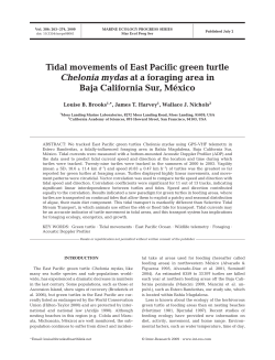 Tidal movements of East Pacific green turtle Chelonia mydas at a