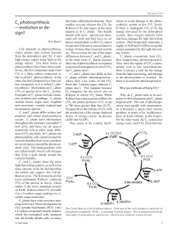 C photosynthesis &mdash;evolution or de- sign?