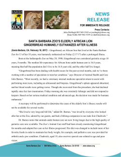 Elderly Lion Euthanized