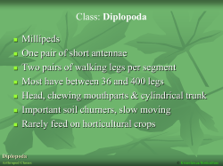 Arthropod Classes