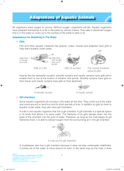 Adaptations of Aquatic Animals