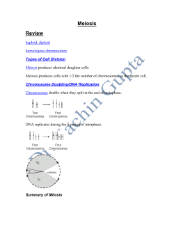 Meiosis Review