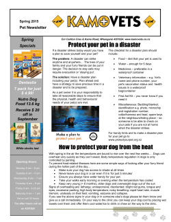 Protect your pet in a disaster How to protect your dog