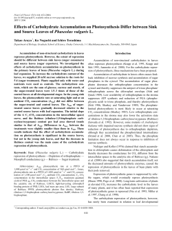 Effects of Carbohydrate Accumulation on Photosynthesis Differ