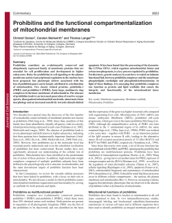 Prohibitins and the functional compartmentalization of mitochondrial