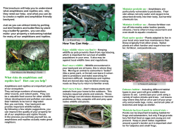 Our Backyard Guide to Reptiles and Amphibians