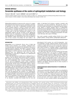 Ceramide synthases at the centre of sphingolipid metabolism and