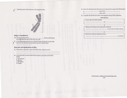 Stage 3r Cytokinesis Structure and Replicatlon of DNA