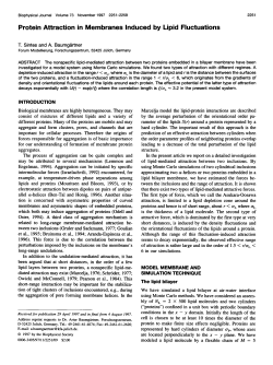 Protein interaction induced by lipid fluctuations