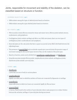 Joints, responsible for movement and stability of the