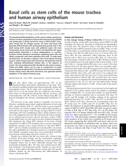 Basal cells as stem cells of the mouse trachea and human airway