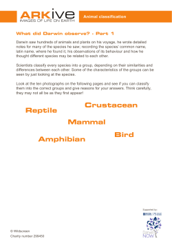 Mammal Bird Amphibian Crustacean Reptile