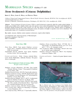 Steno bredanensis (Cetacea: Delphinidae)