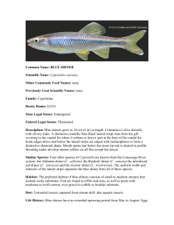 Common Name: BLUE SHINER Scientific Name: Cyprinella