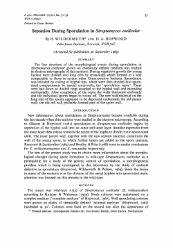 Septation During Sporulation in Streptomyces