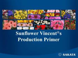 Sunflower Vincent s Production Primer