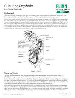Culturing Daphnia - Flinn Scientific