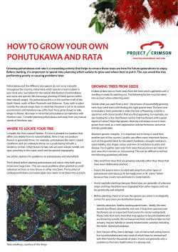 Growing pohutukawa and rata