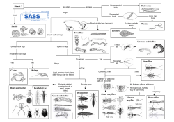 Dichotomous key - The Zandvlei Trust