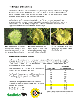 Frost Impact on Sunflowers