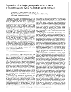 Expression of a single gene produces both forms of skeletal muscle