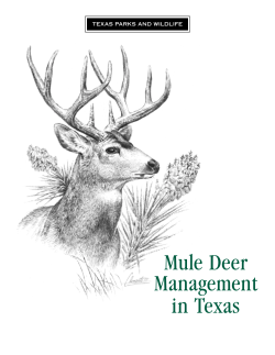 Mule Deer Management in Texas