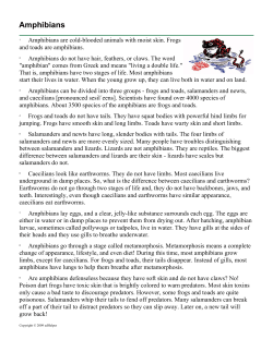 Amphibians