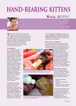 Hand-rearing kittens - International Cat Care