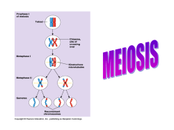 Meiosis I