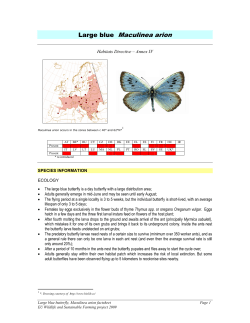 Large blue Maculinea arion