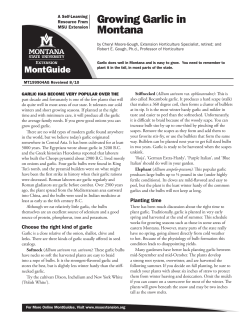 Growing Garlic in Montana - MSU Extension Publications