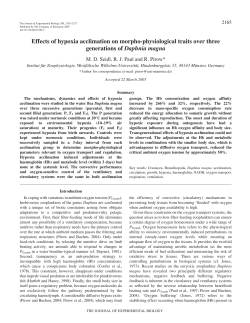 Effects of hypoxia acclimation on morpho