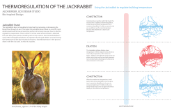 Jackrabbit (hare) THERMOREGULATION OF THE JACKRABBIT