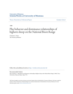 Play behavior and dominance relationships of bighorn sheep on the