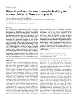 Microtubules in Toxoplasma gondii