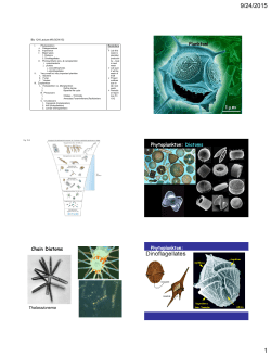 Plankton! Phytoplankton: Diatoms Chain Diatoms Phytoplankton: