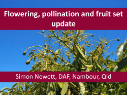 Flowering, Pollination and Fruitset Presentation