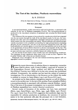 Test of the Ascidian, Phallusia mammillata