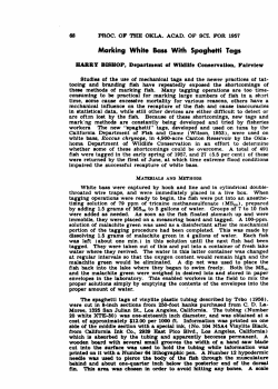 Marking White Bass with Spaghetti Tags